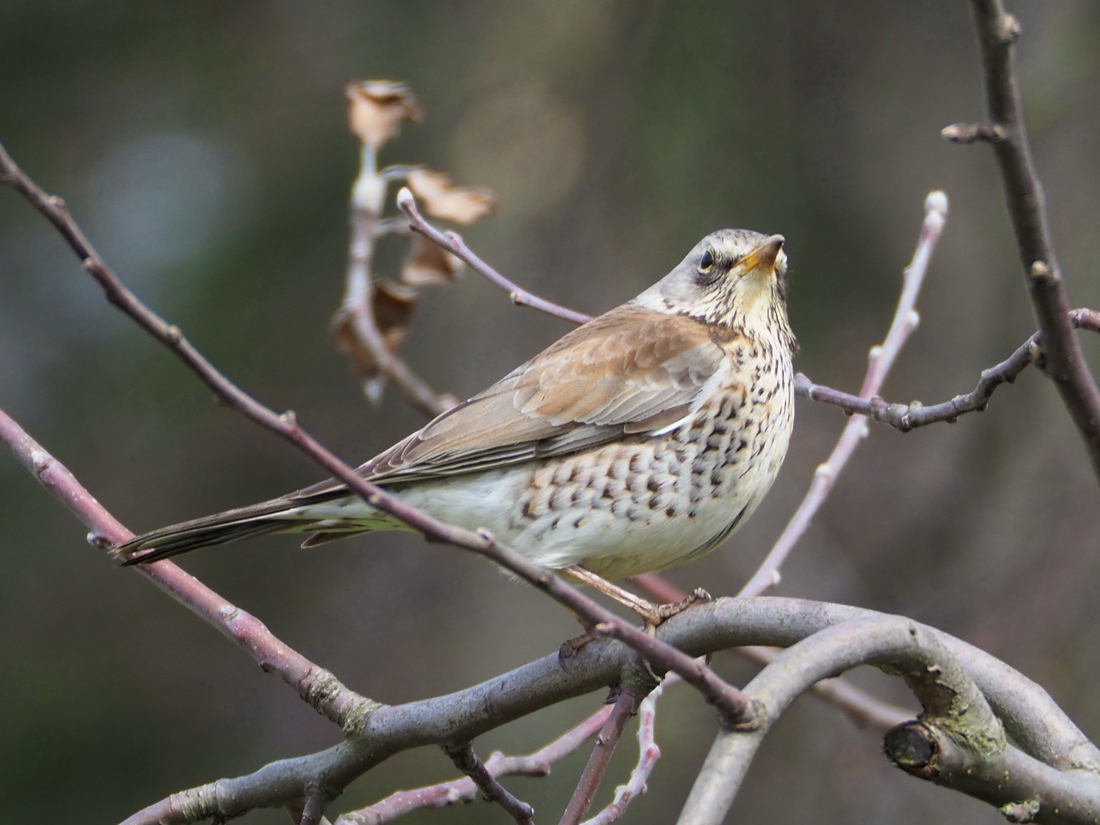 Дрозд-рябинник