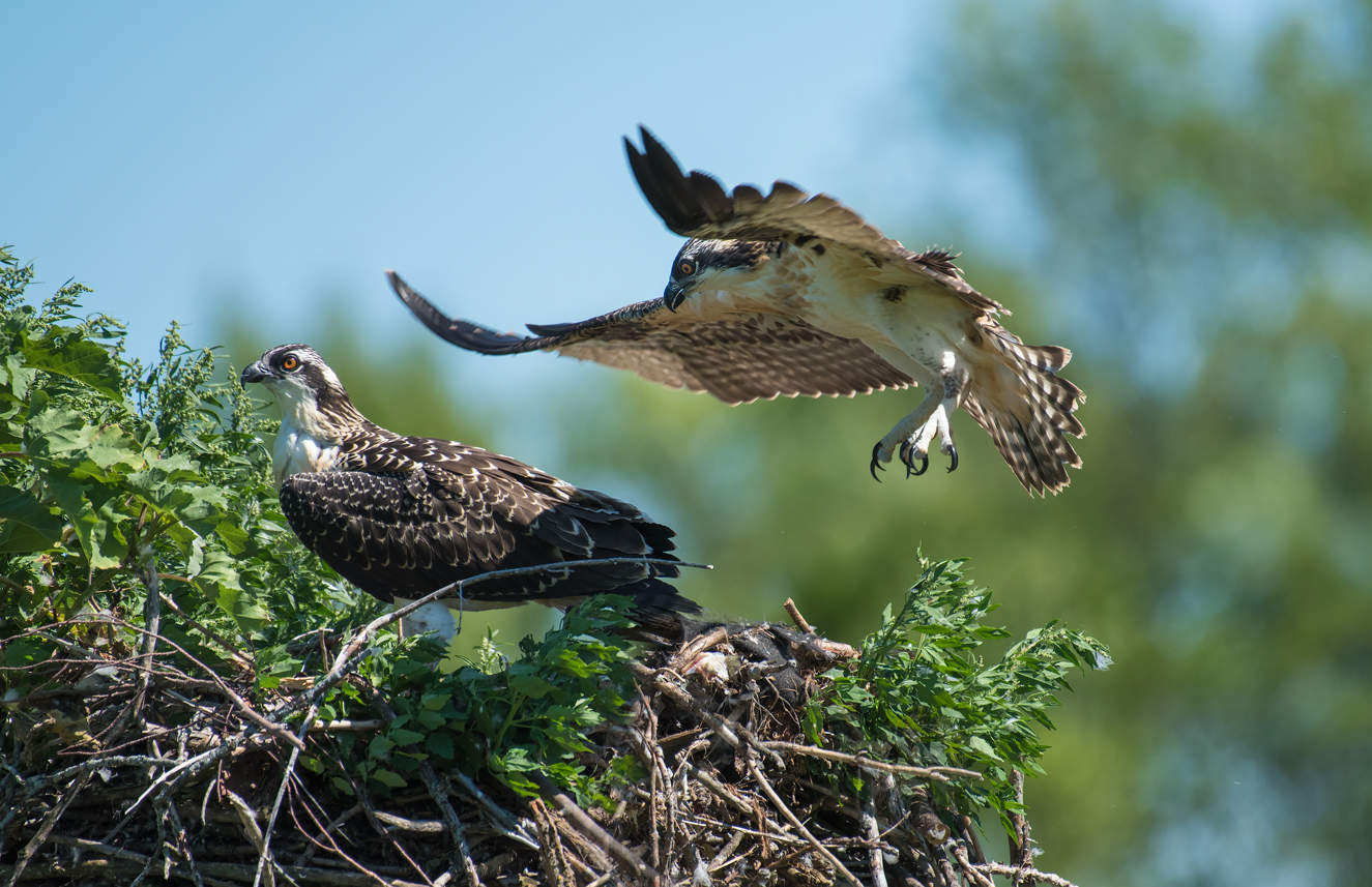 Osprey (juvenile)