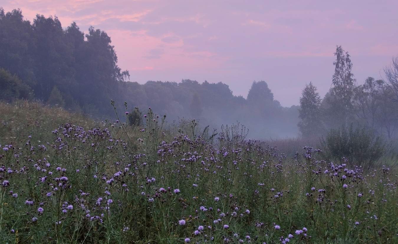 Туман в ложбине