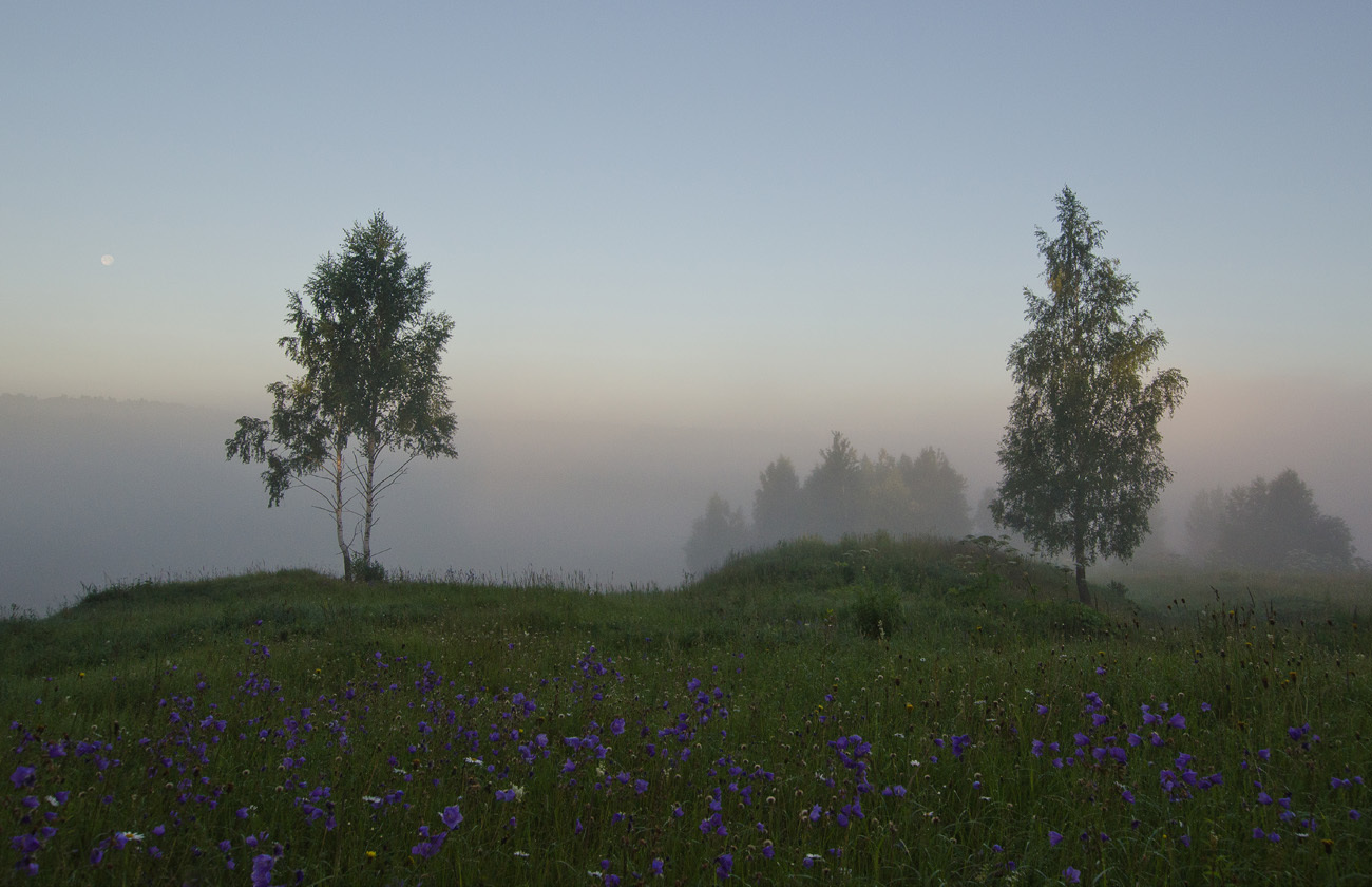 Луг с колокольчиками. Июль