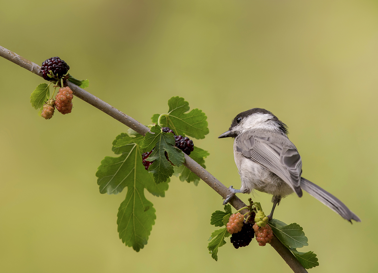 Любитель шелковицы.