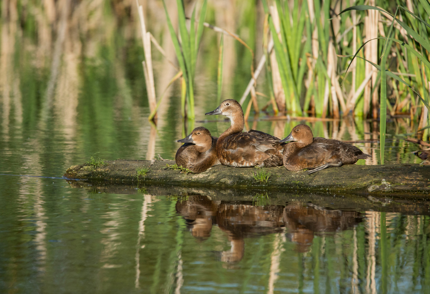 семья(красноголовые нырки)