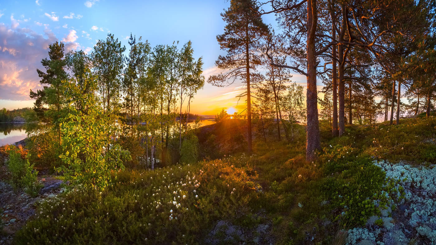 Лес на острове