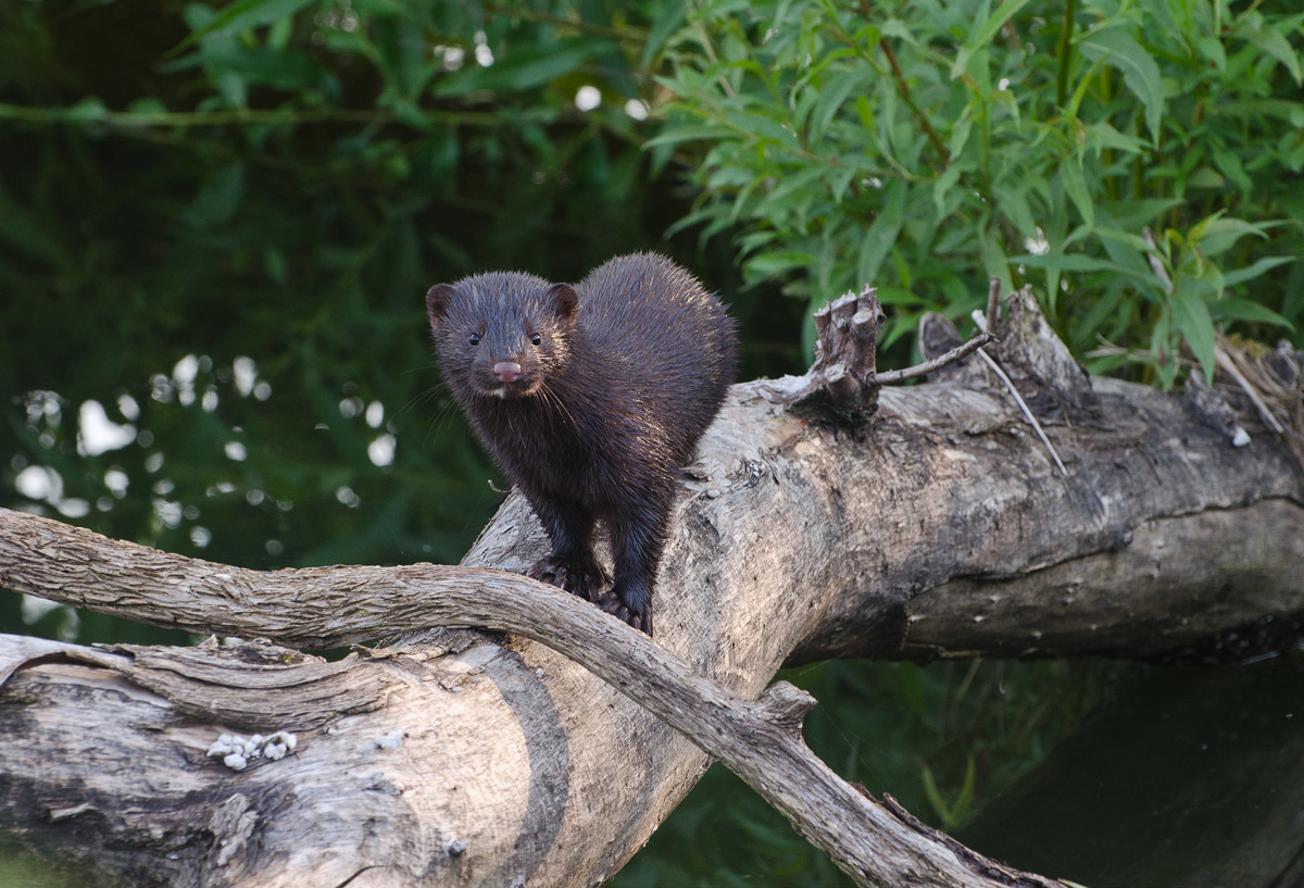 На подиуме дикой природы