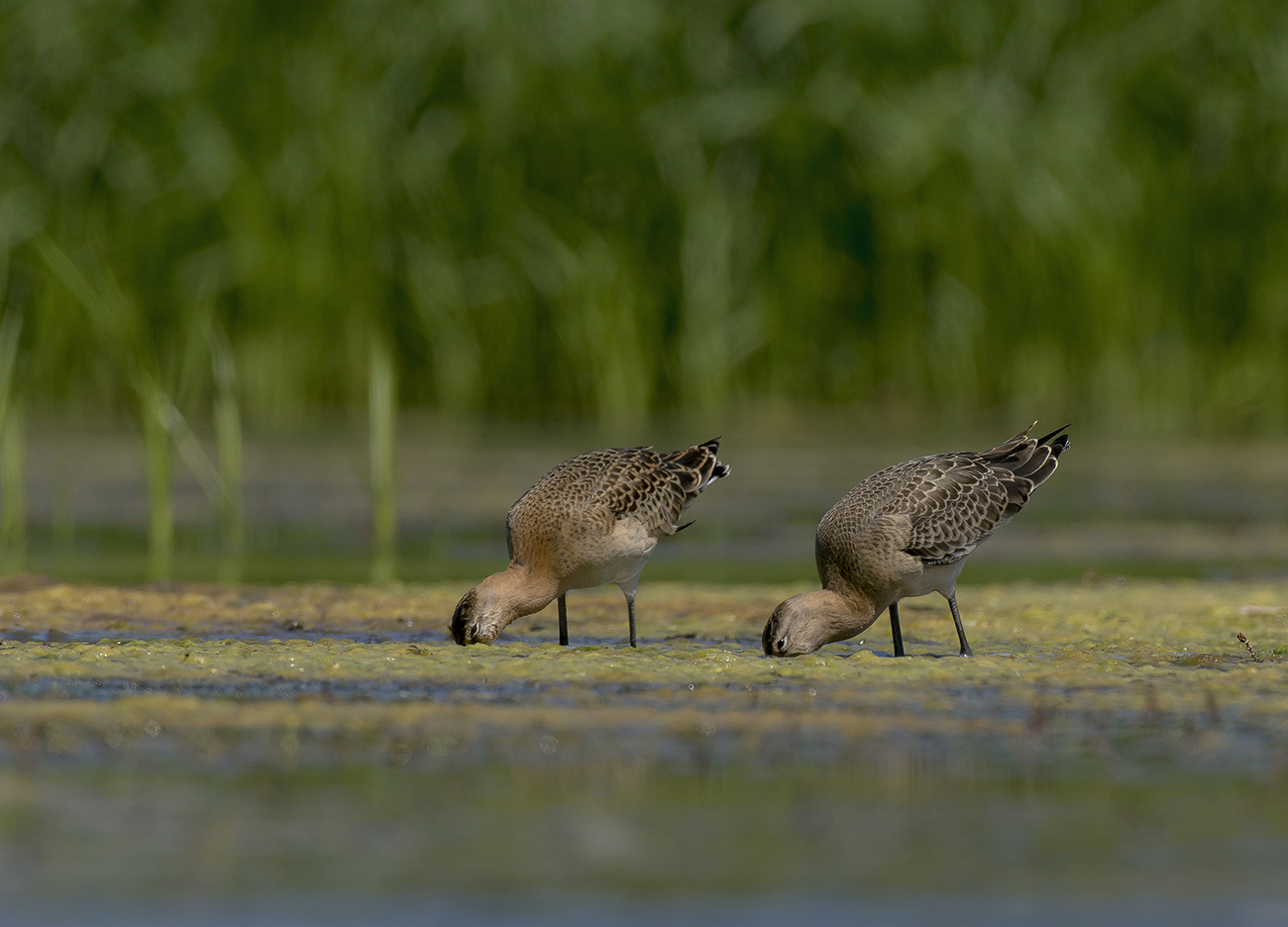 И так почти целый день...