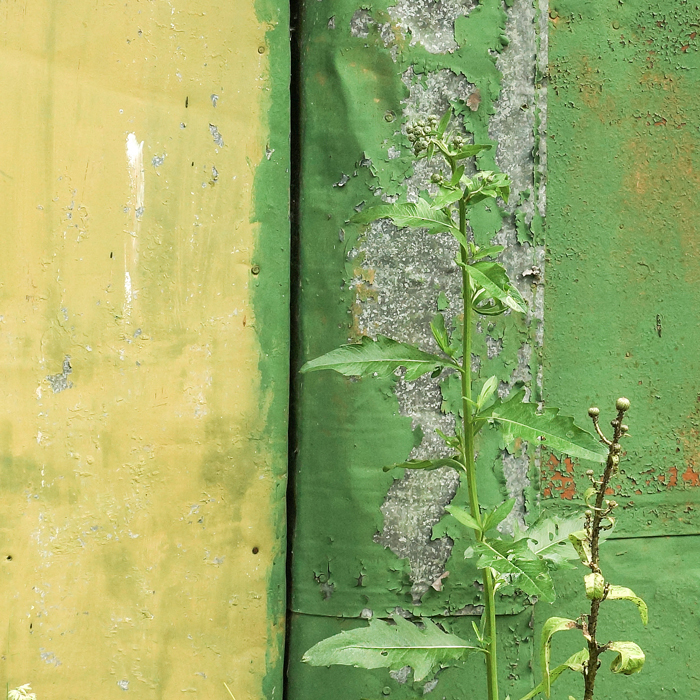 Кое-что о лете