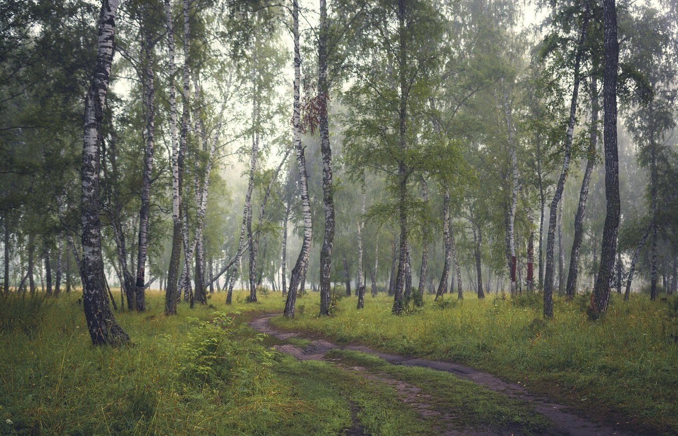 В лесу берез.