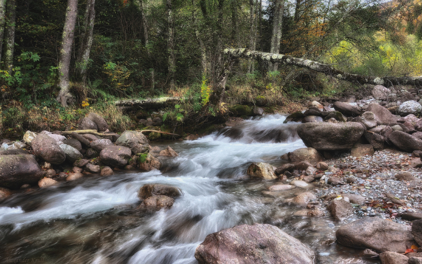 Упавшая береза...