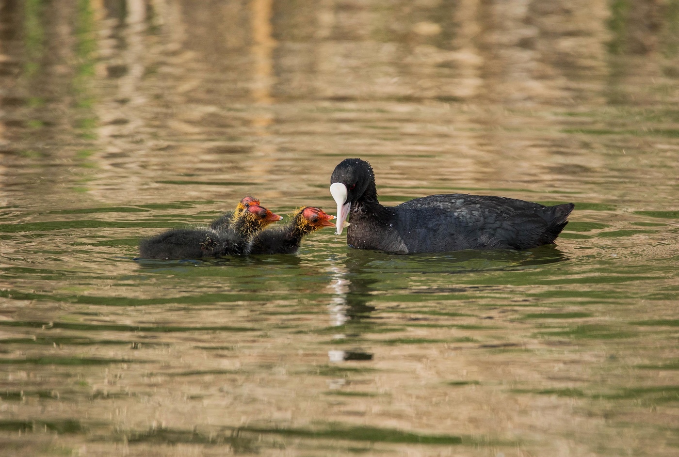 лысуха с птенцами