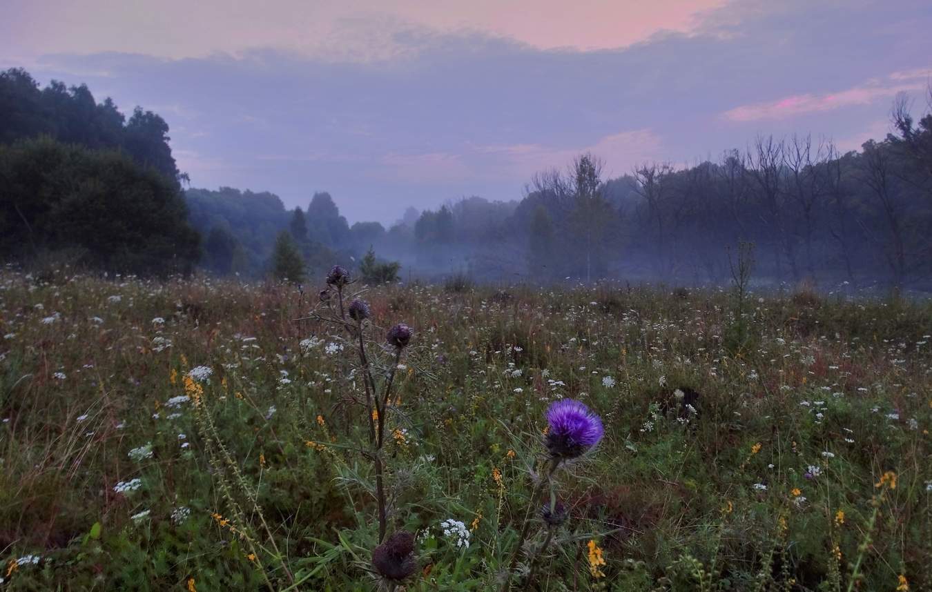 Летнее разнотравье