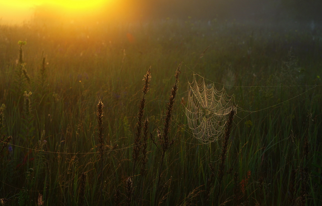 Летний рассвет