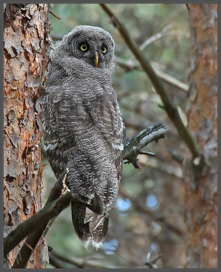 Тайный агент