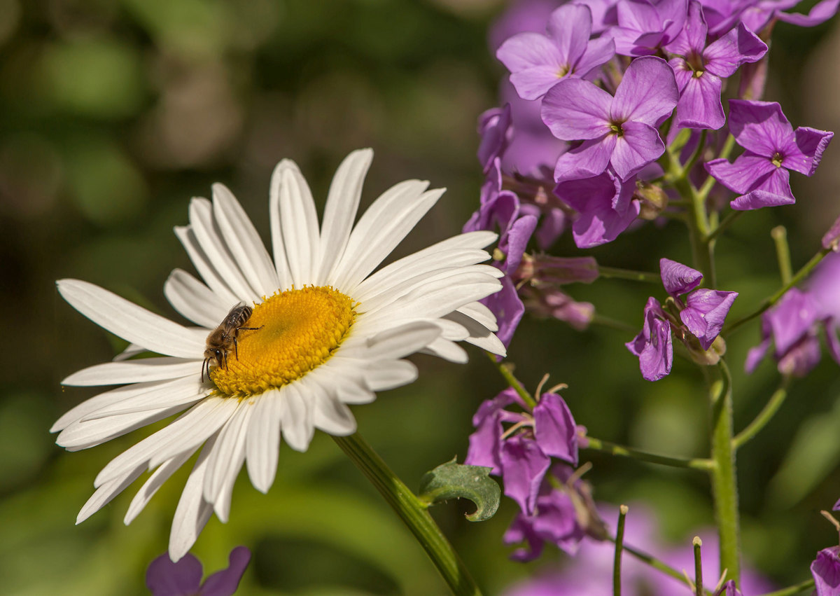 Летнее настроение