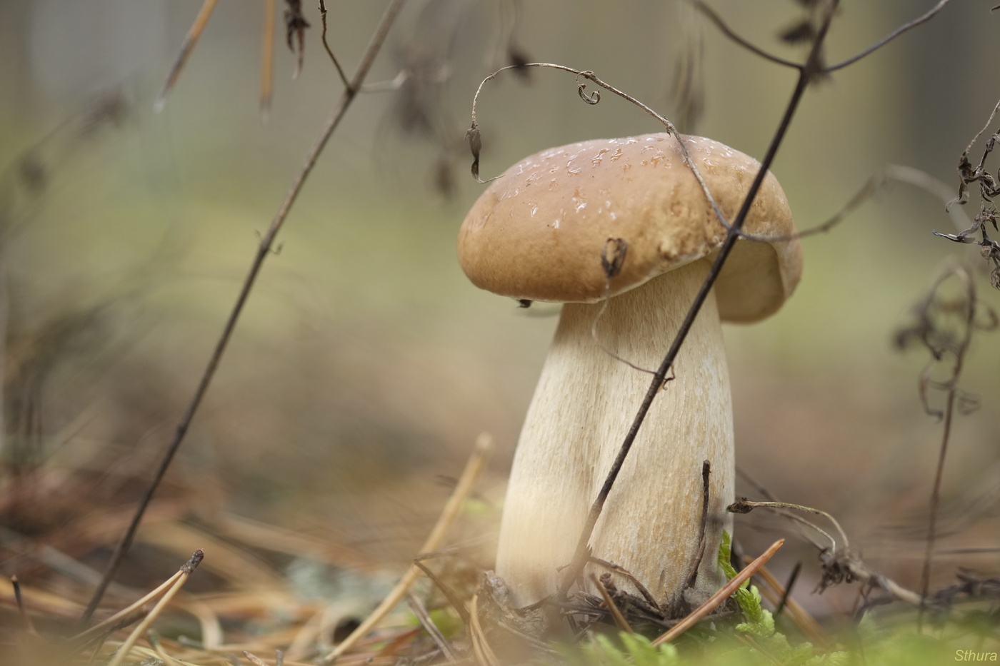 Белый гриб.