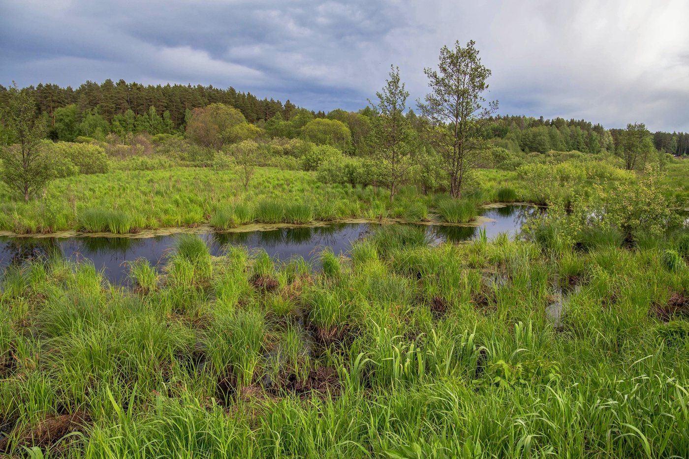Весенняя зелень