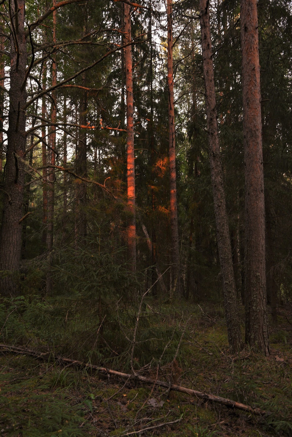 Вечер в сосновом лесу ...