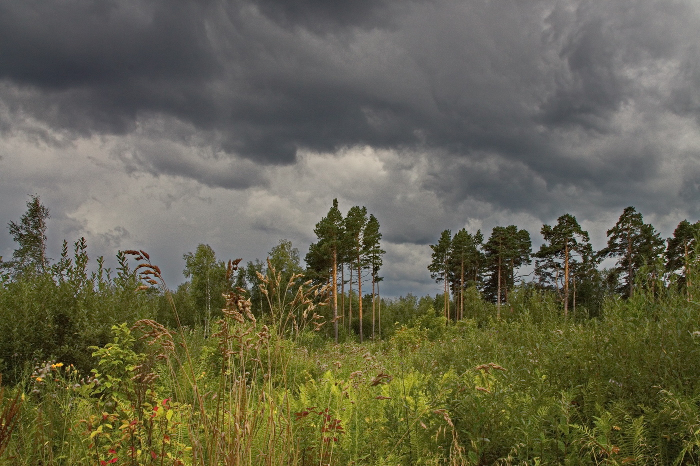 *ПЕРЕД ГРОЗОЙ**