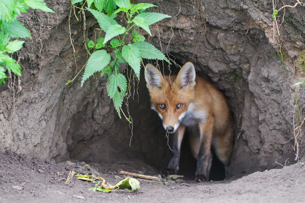 У лисьего логова -3