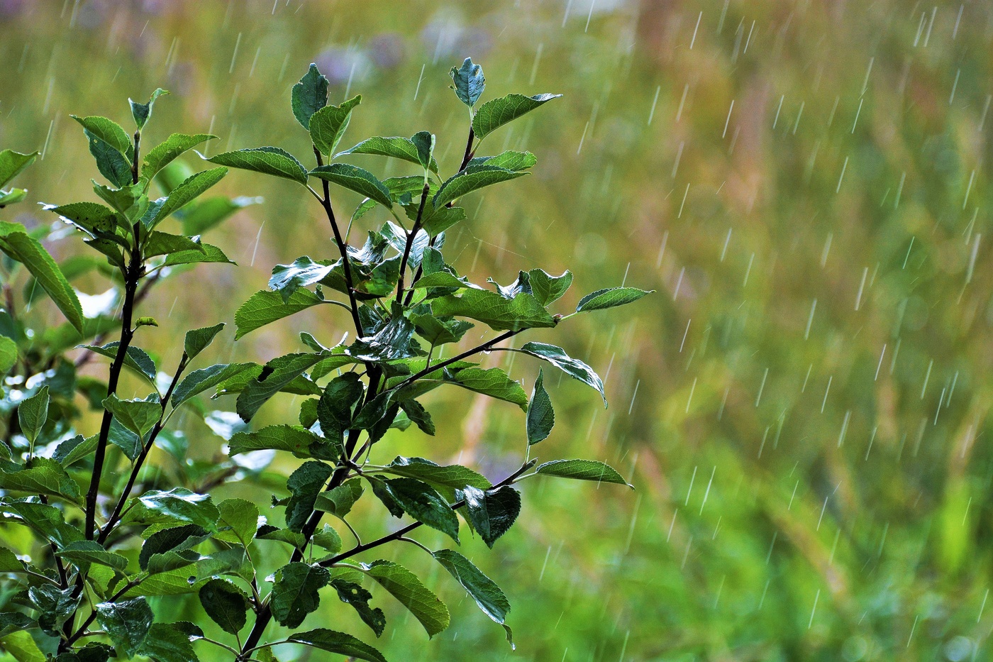 Летний дождь ...