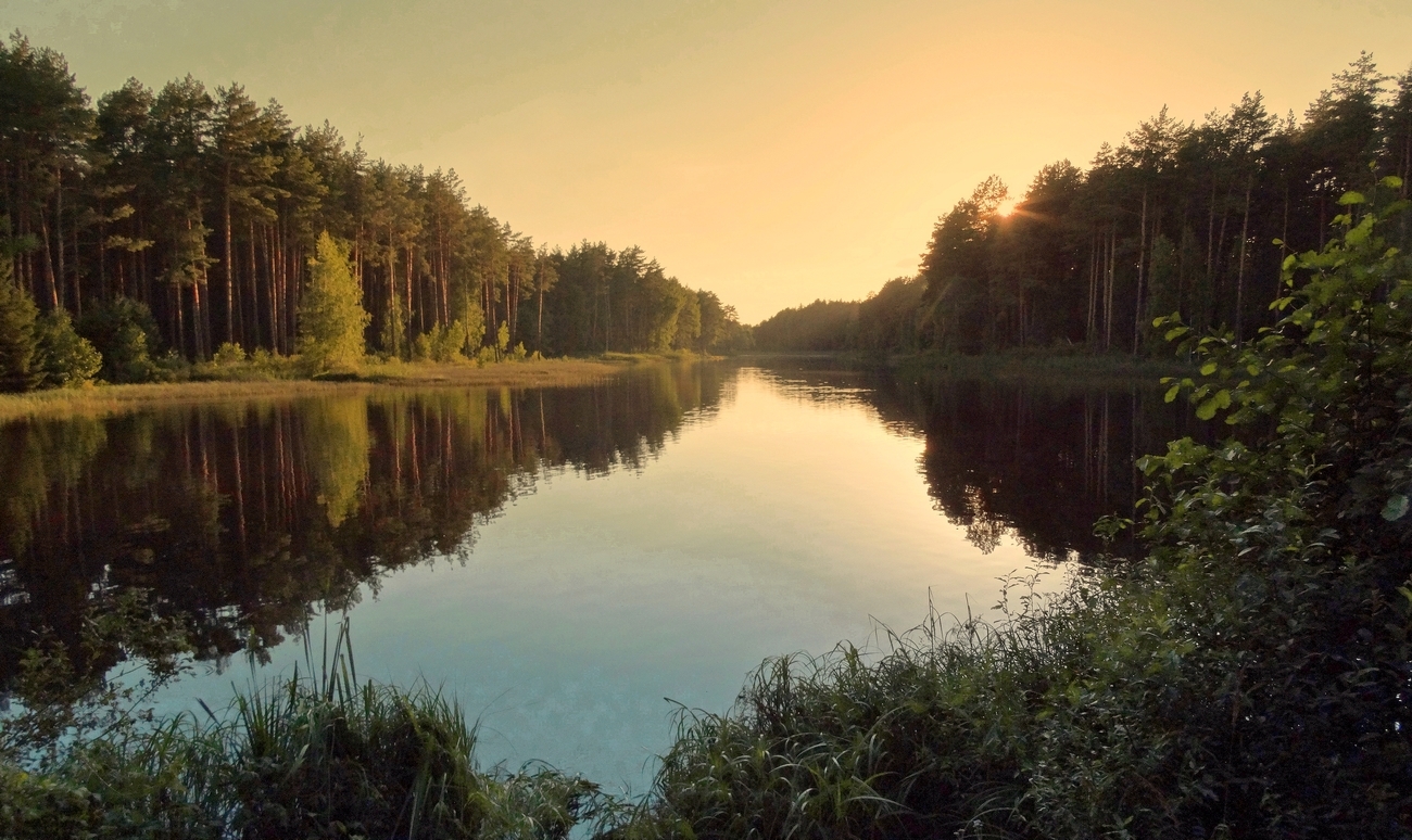 Августовское солнце прячется в лесу