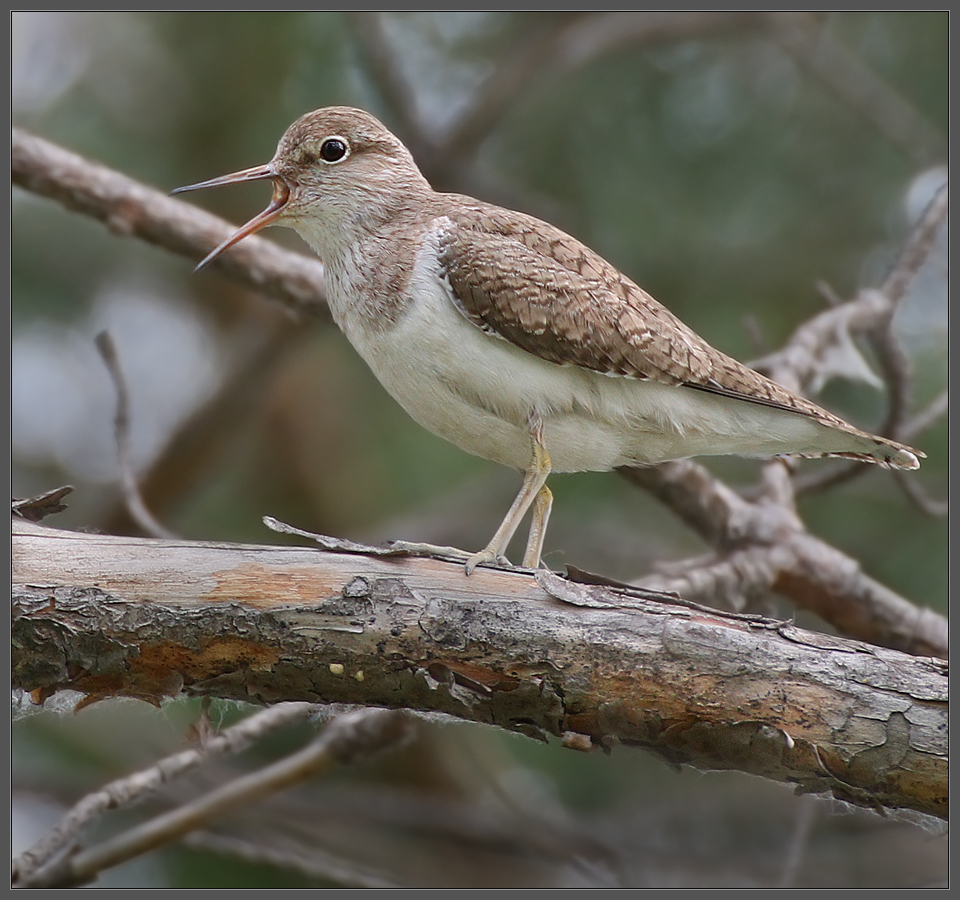 Ария перевозчика