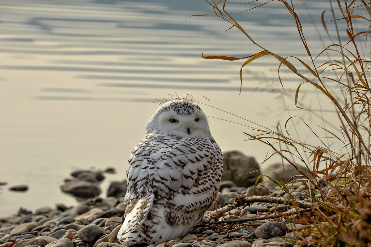 Неожиданная встреча