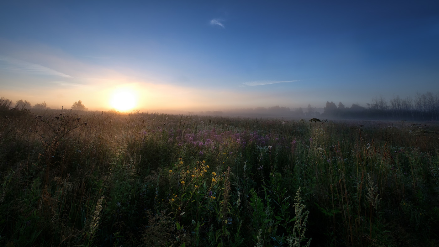 Утро в поле