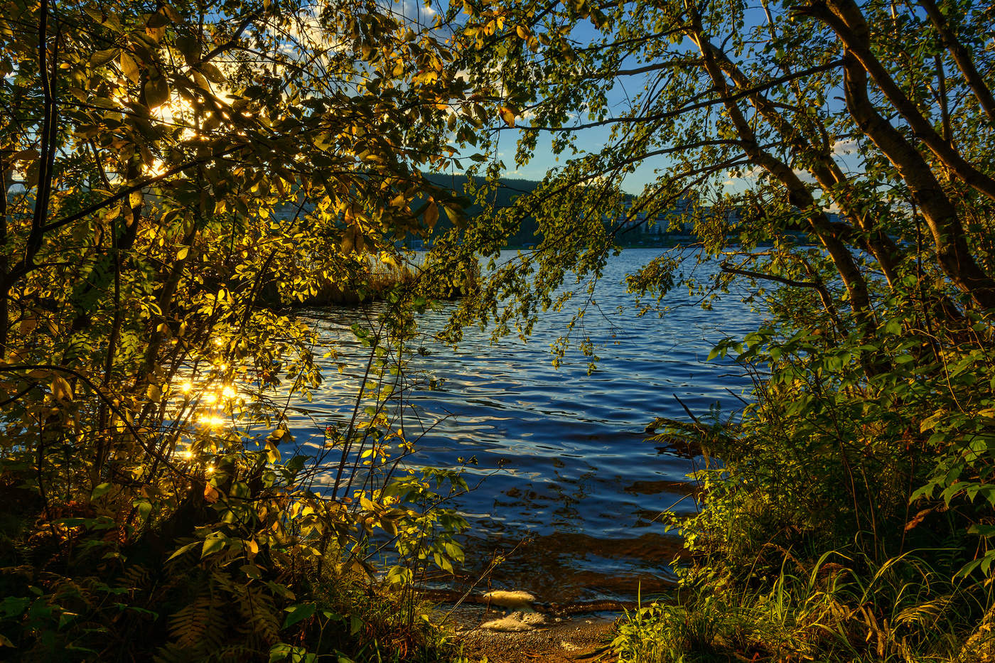 Солнечные брызги