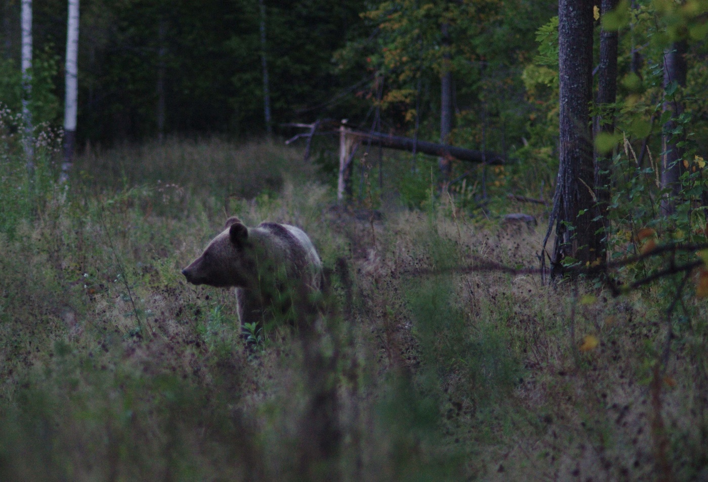 Вышел погулять