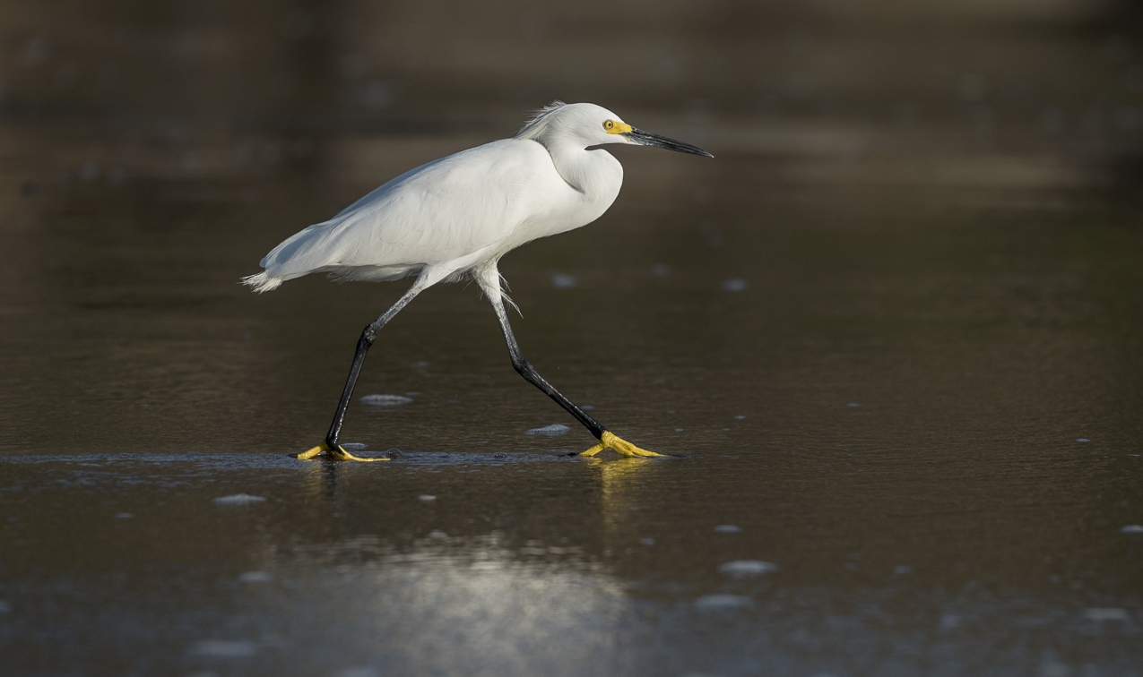 Snowy egret