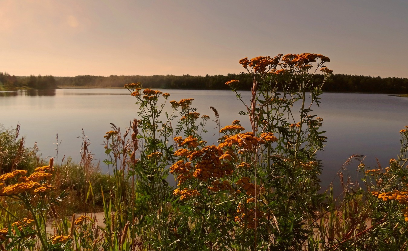 Августовская вечерняя природа