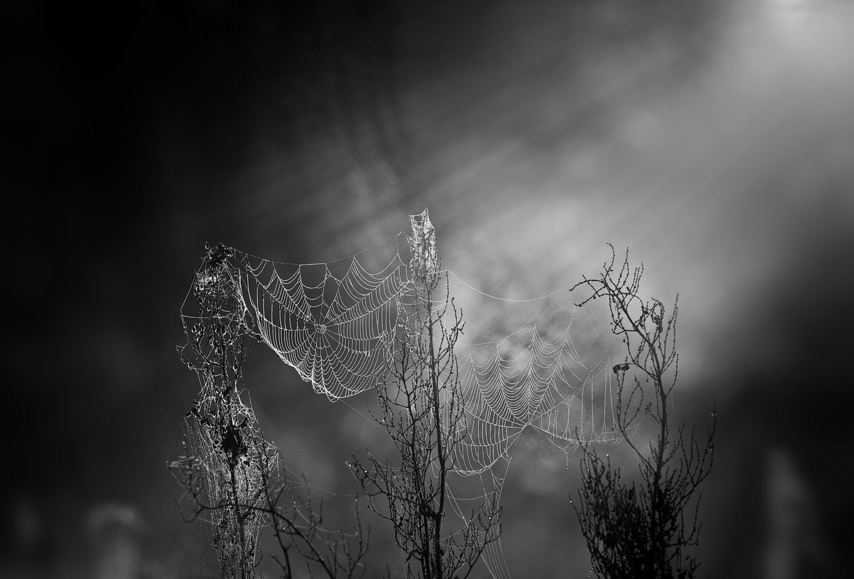 Утренний свет