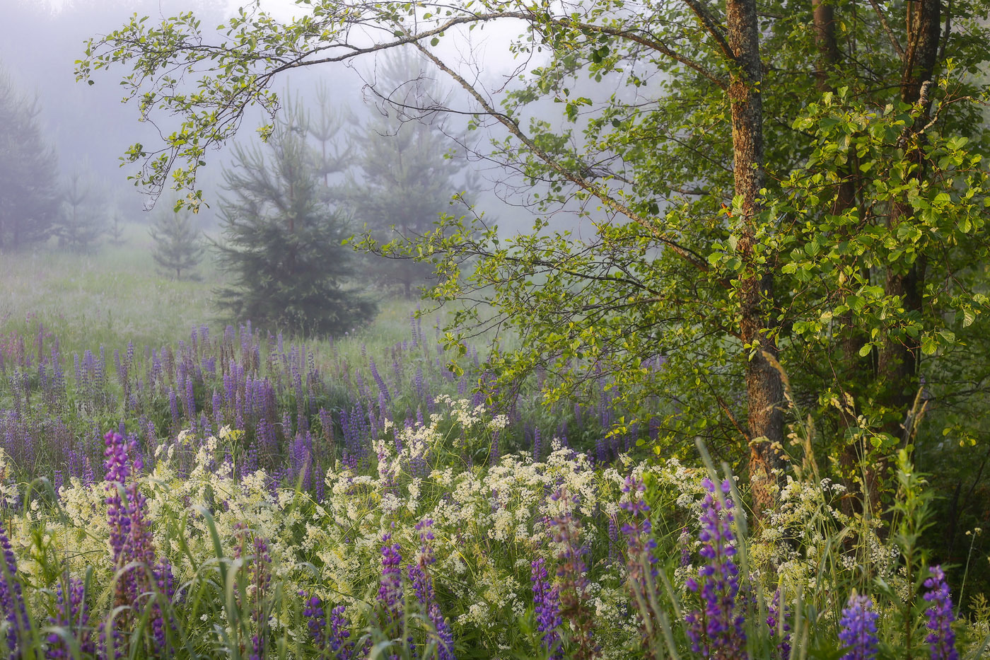 Нежность июльского утра