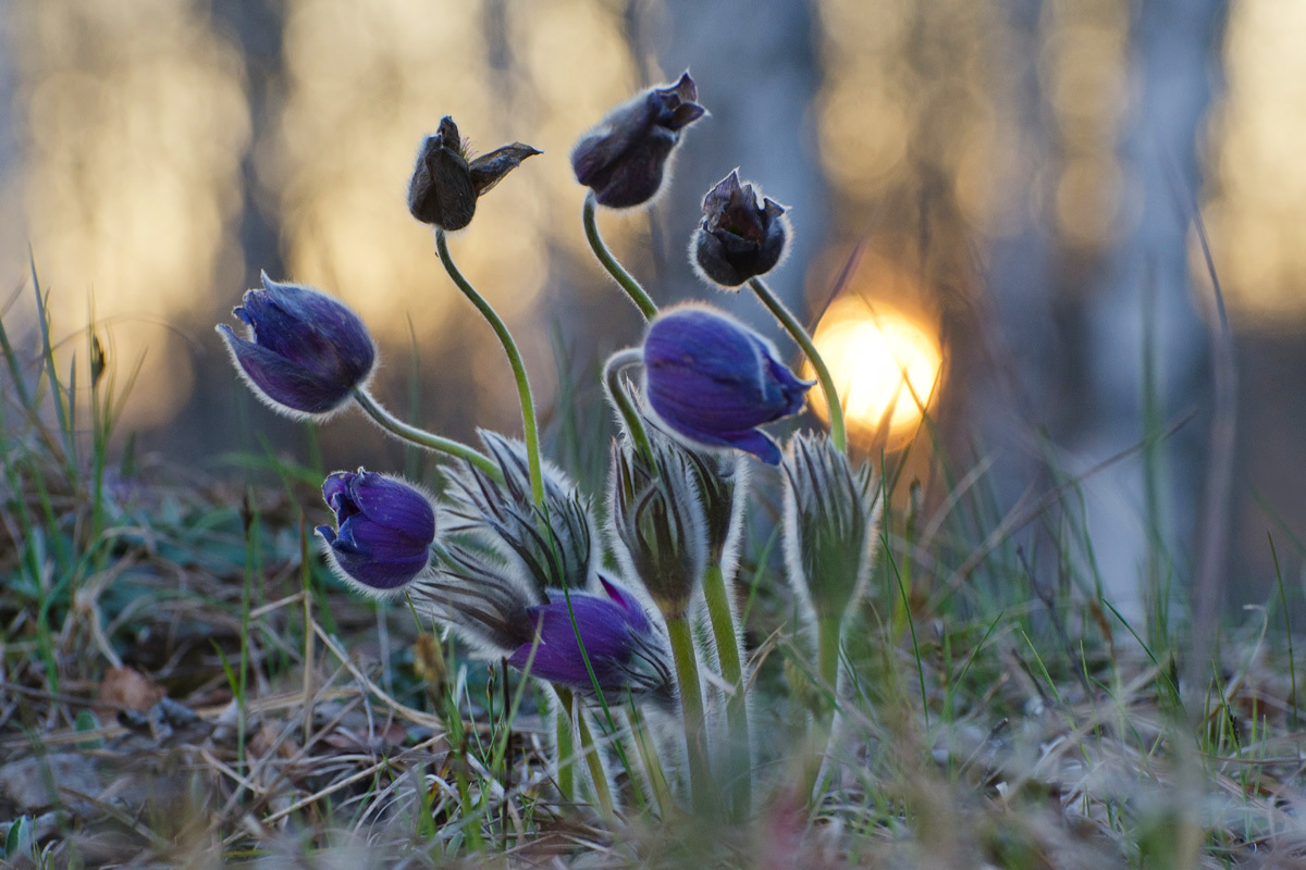 Провожая Солнце