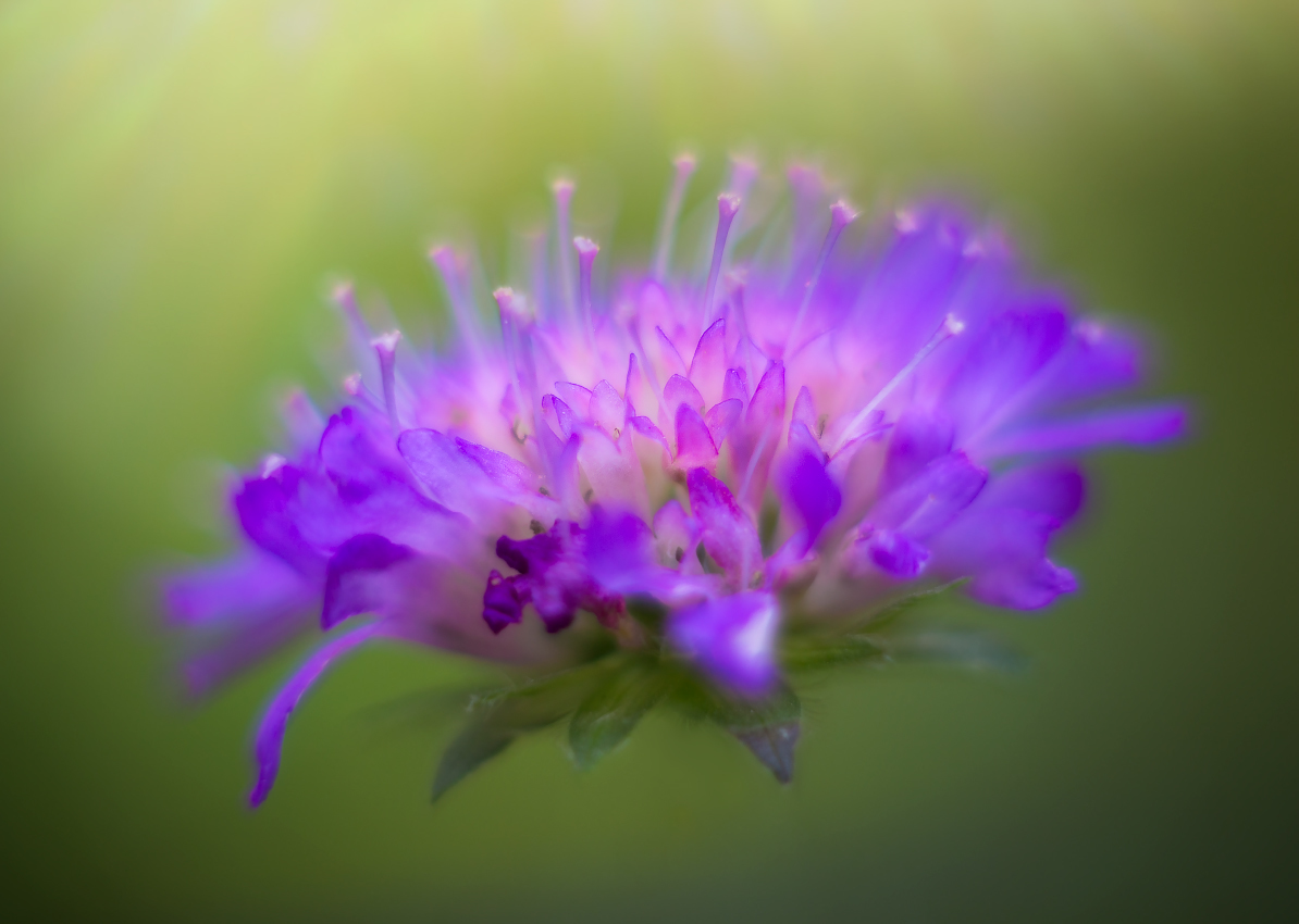 Цветовая фантазия