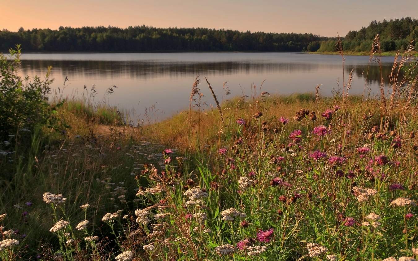Прибрежные летние цветы и травы