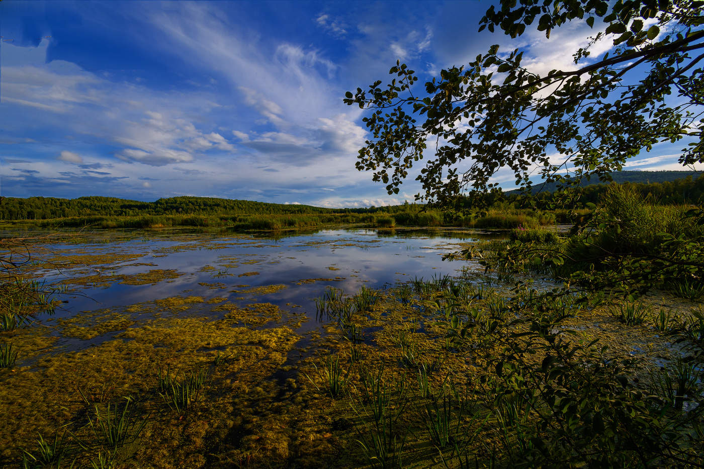 Зарастающее озеро