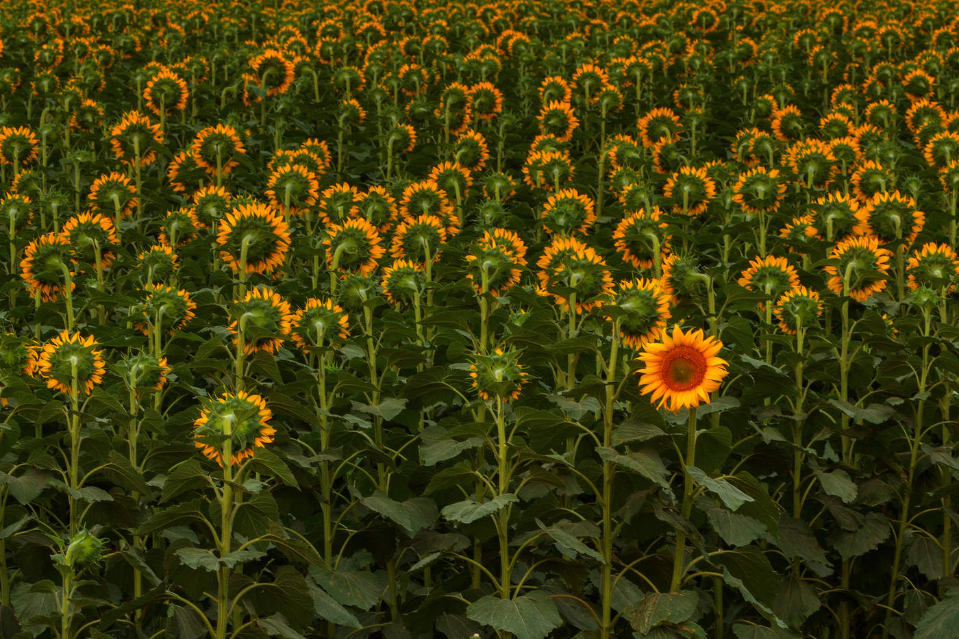 Я оглянулся посмотреть....