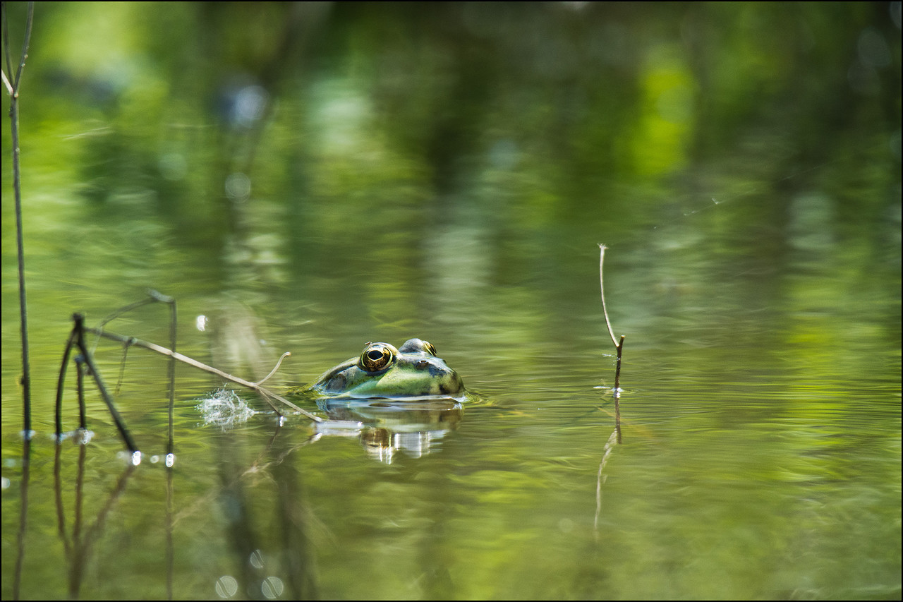 медитативное