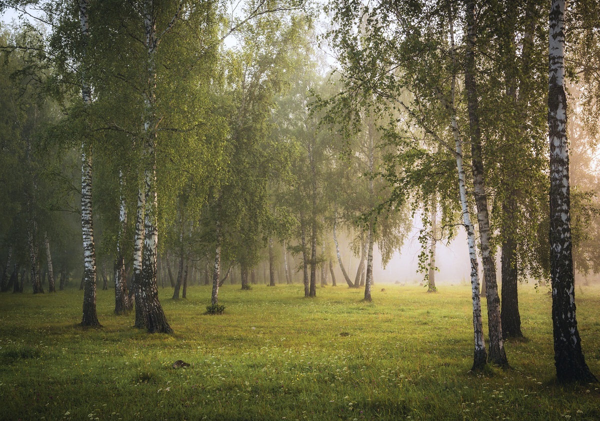 В утреннем лесу.(2)