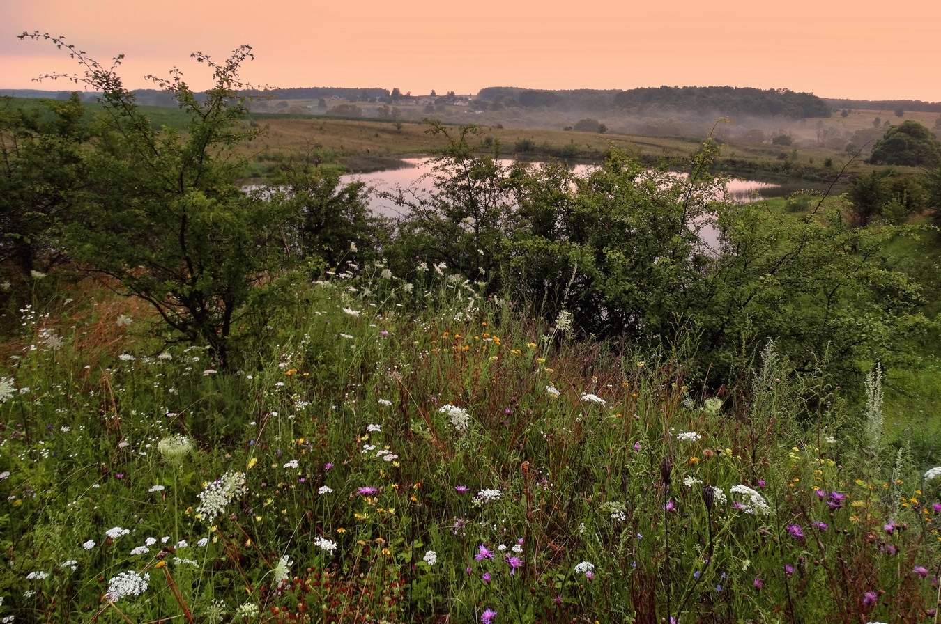 Утренние цветы и травы на берегу озера