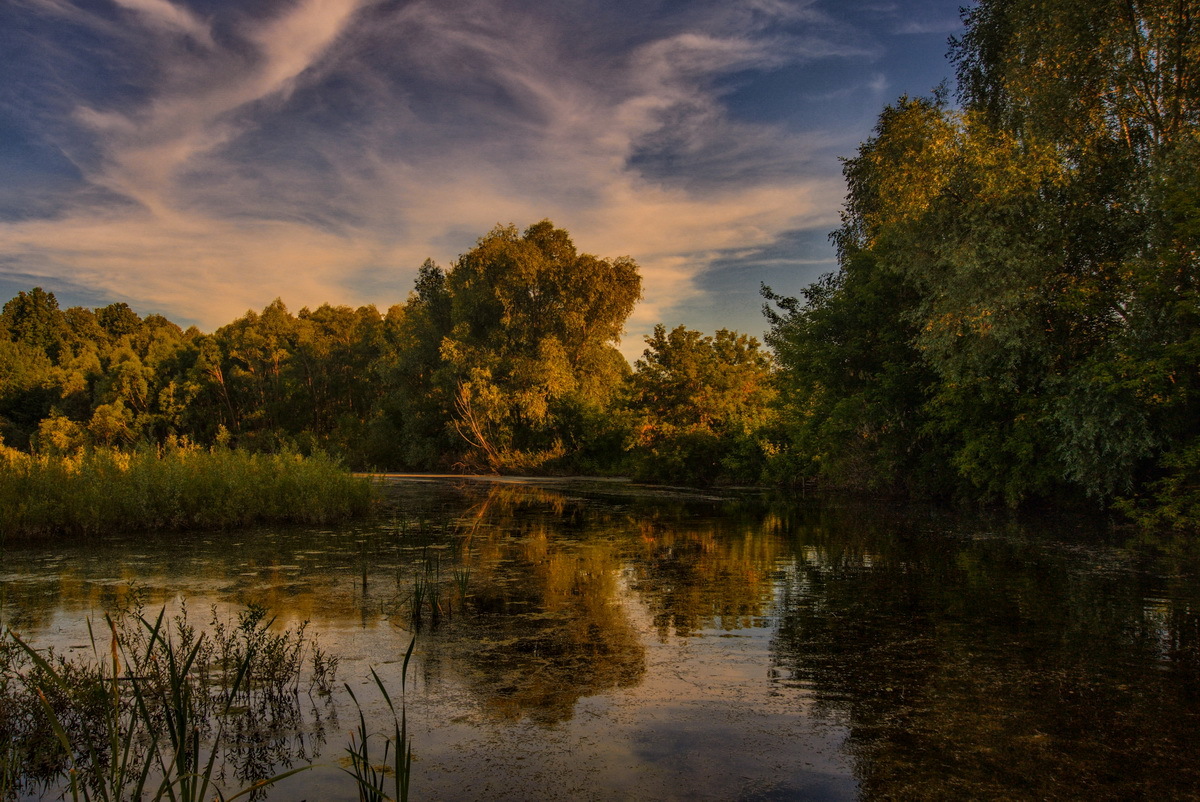 Заросшая река. Закат.