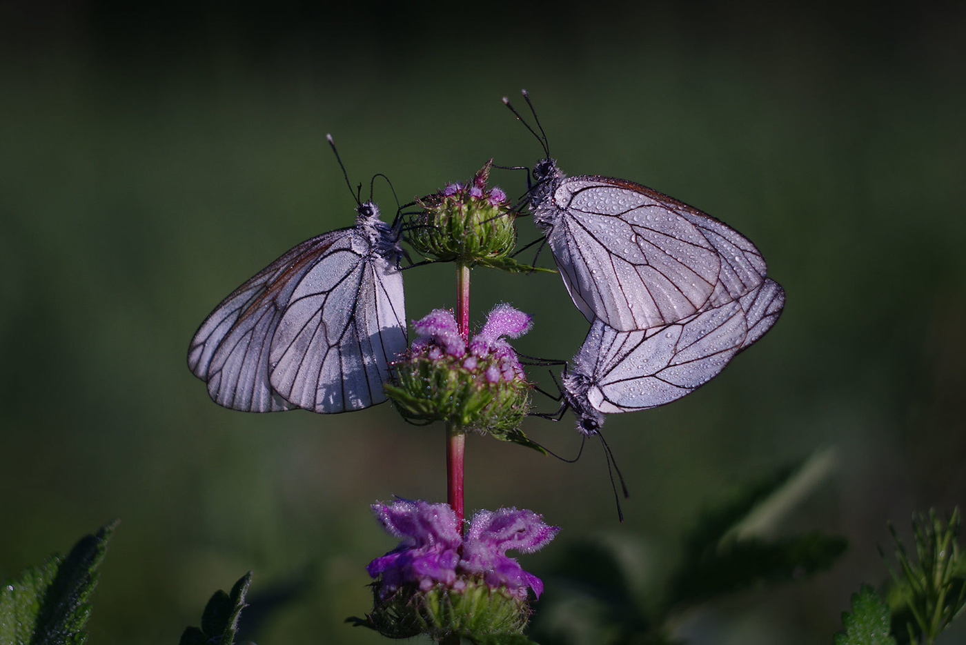 Утро Боярышниц