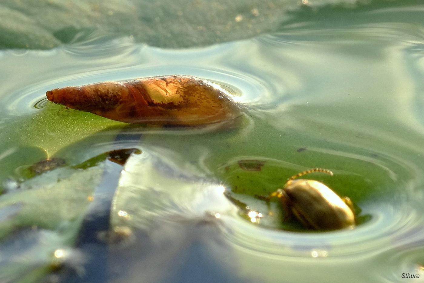 Рисунок на ракушке.