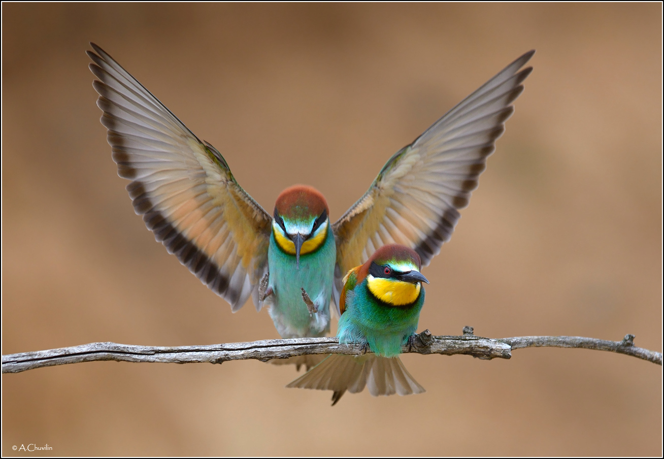 Вот и милый прилетел )