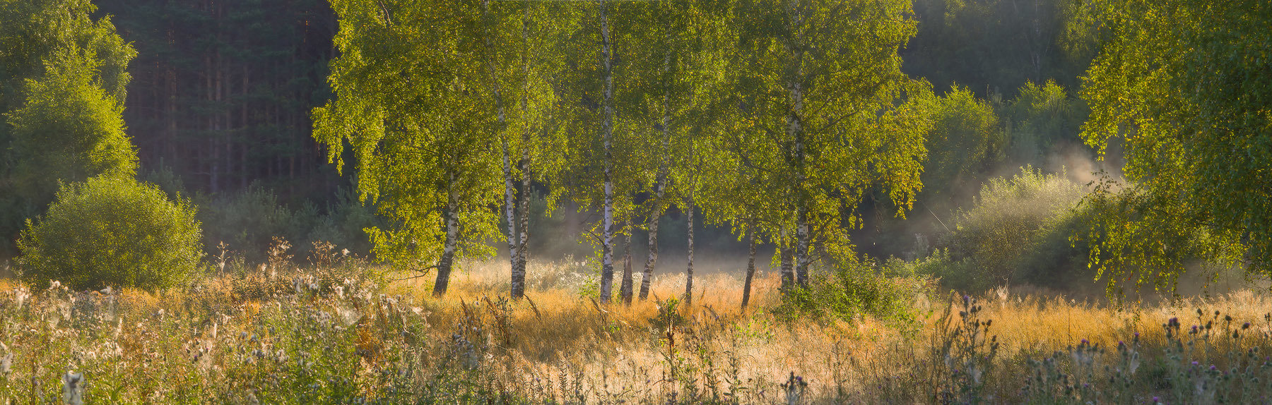 Когда солнце встает над лесом