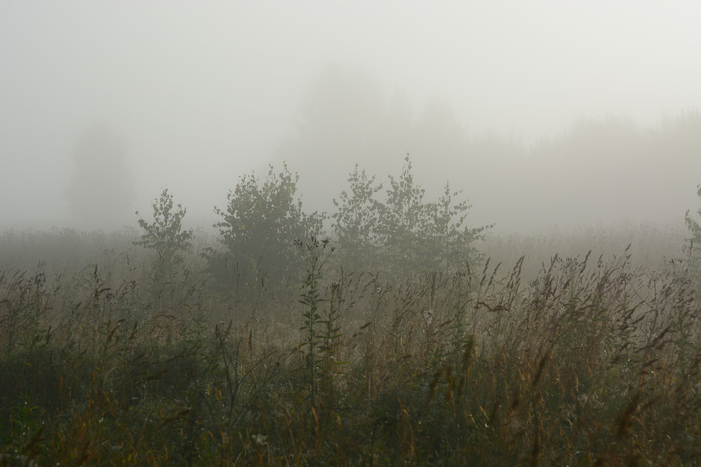 Просыпается туманное утро ...