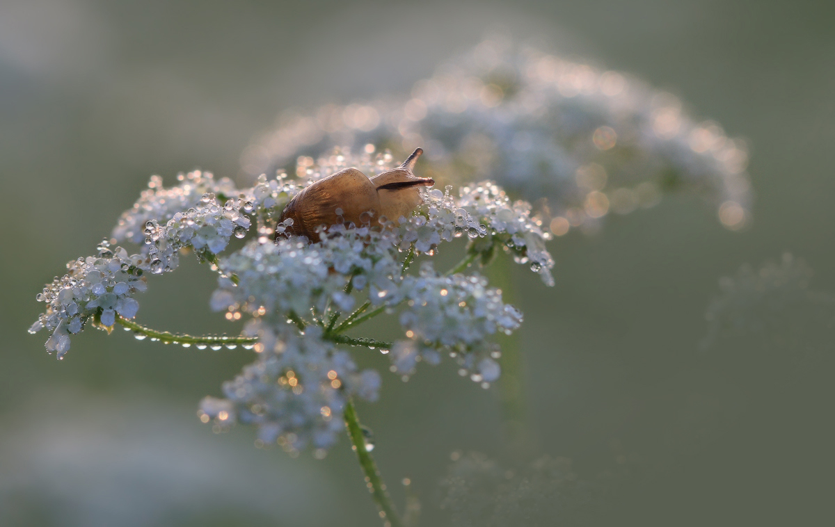 Утро маленькой улитки