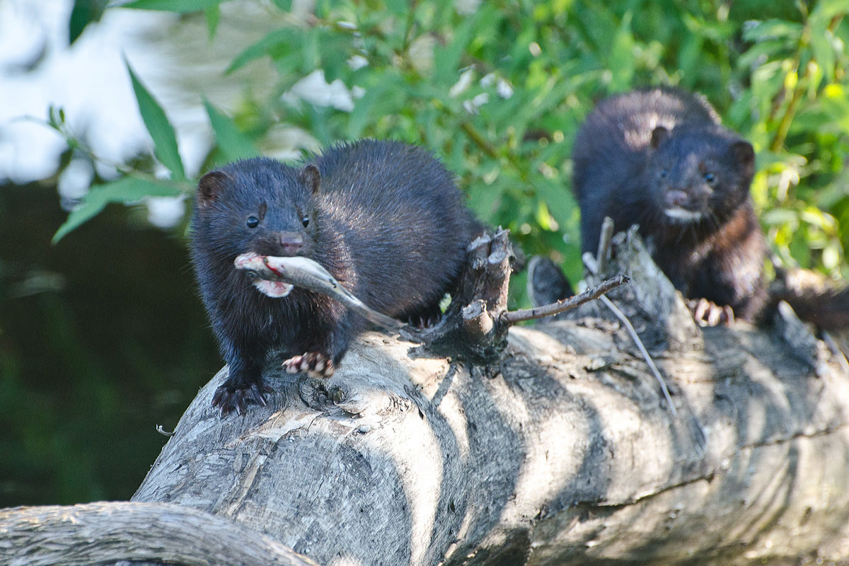 На норочьей тропе
