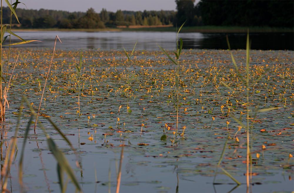 Вечер в середине августа